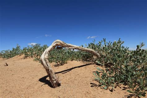 The Desert Gobi stock photo. Image of plants, gobi, drought - 37158144