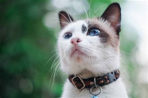 Cat Collars: Best Ones for Cats & Kittens - PD Insurance NZ