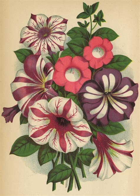 Ten Victorian Flowers We Still Love - National Garden Bureau