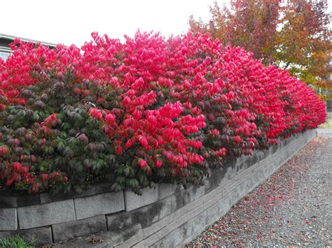 Burning Bush Pruning, Care, and Planting Tips - PlantingTree