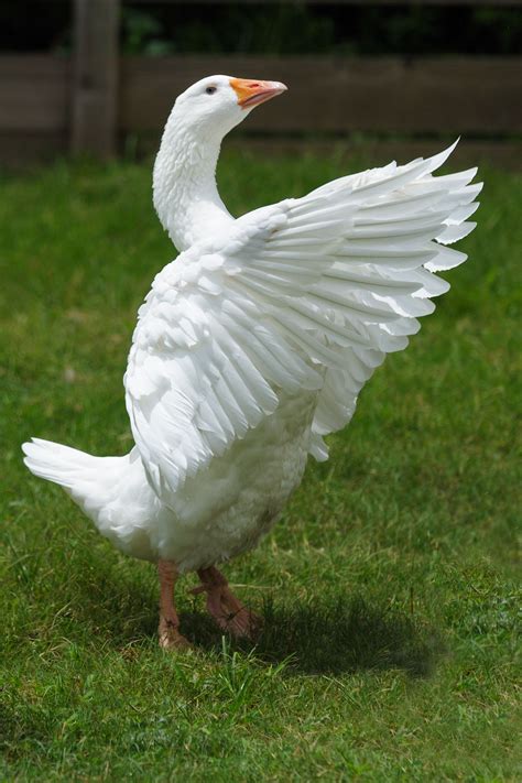 Emden goose - Wikipedia, the free encyclopedia Farm Animals, Animals ...