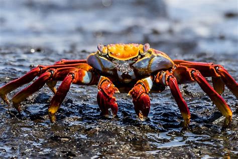 What is a Crustacean? - WorldAtlas