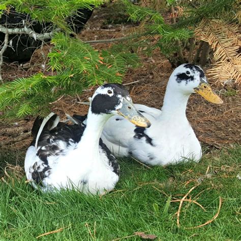 Ancona Duck: May Breed of the Month | Backyard Poultry/Countryside ...