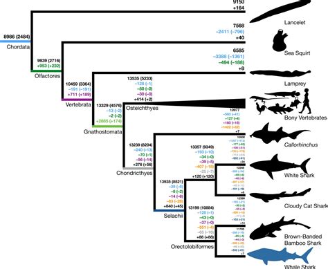 The whale shark genome reveals patterns of vertebrate gene family ...