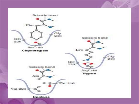 Serine protease