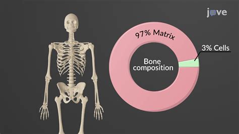 The Bone Matrix | Anatomy and Physiology | JoVe