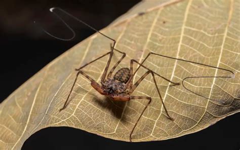 Tailless Whip Scorpion Care (Amblypygi) - The Spider Blog