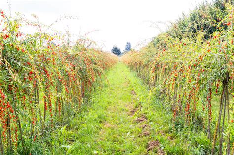 U-Pick Goji Berry Farm at Taves Farm in Abbotsford | Foodgressing