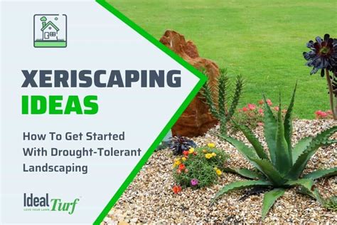 Xeriscaping: Ideas for Drought-Tolerant Landscaping in Texas