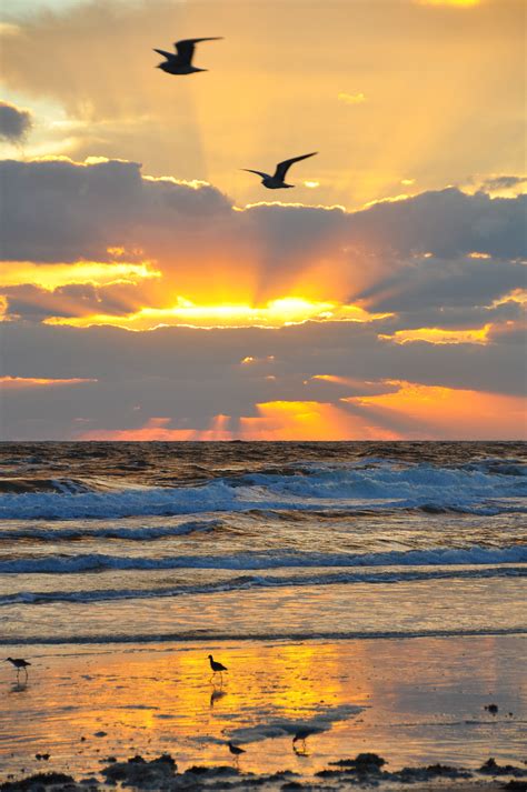 Beautiful early morning beach sunrise scenery in Florida with seagulls ...