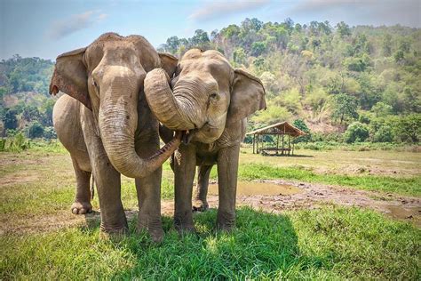 Elephant Friends Photograph by Cheryl Ramalho - Fine Art America