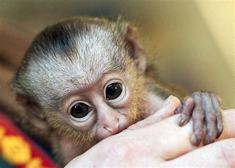 ♥PET♥ 59 BABY MONA MONKEY | Monkey, Animals, Pets