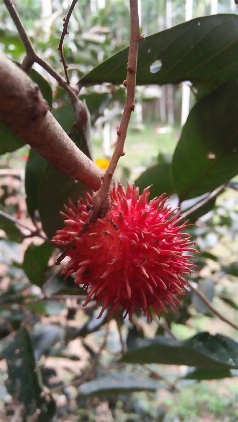 natural photo - rambutan season