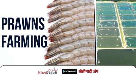 Prawns Farming | How to do Prawns Farming| Why choose prawns farming