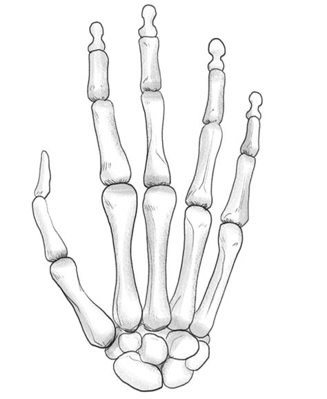 Easy Skeleton Hand Drawing In 5 Steps [Video + Illustrations]