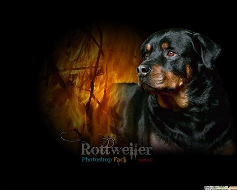 Rottweiler Wallpaper Angry Rottweiler Puppy - Pets Lovers