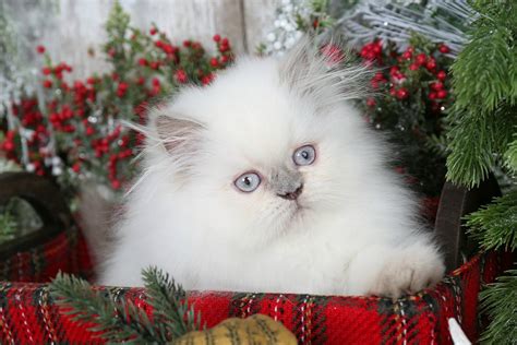 Himalayan Kittens | Himalayan Kittens For Sale | Himalayan Cats