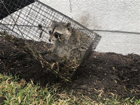 Raccoon Removal – Complete Wildlife Removal