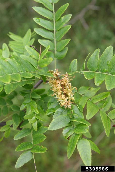 honeylocust (Gleditsia triacanthos)