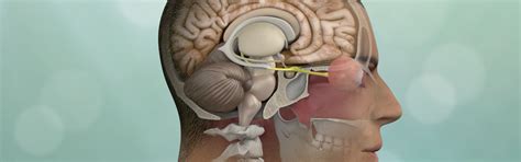 Endoscopic Trans-Ventricular Route | Pacific Brain Tumor Center