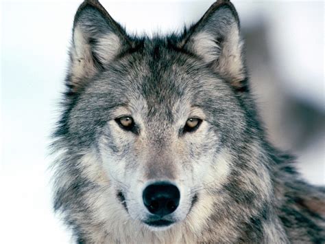 Grey Wolf Facts, History, Useful Information and Amazing Pictures