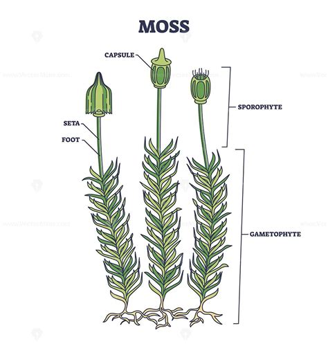 Moss biological anatomy with plant structure and parts outline diagram ...