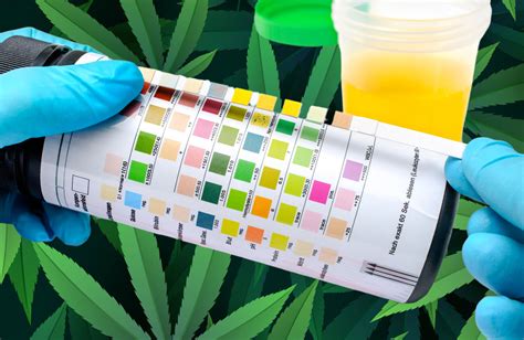 The End of Cannabis Drug Testing? - Even Drug Test Kit Makers Are ...