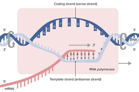 Mrna Transcription Diagram