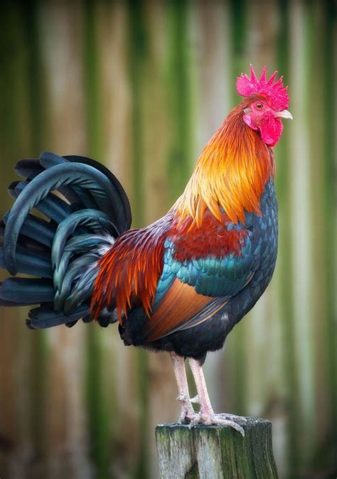 Rooster - °°°Roosters & Hens°°° #beautifultiere #beautifulanimals # ...