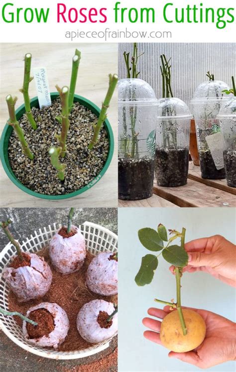 Grow Roses from Cuttings: 2 Best Ways to Propagate! - A Piece Of Rainbow