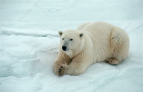 Polar Bear (Ursus maritimus) - Stock Image - Z927/0218 - Science Photo ...