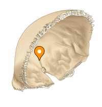 Frontal crest - e-Anatomy - IMAIOS