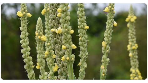 Mullein: 5 Key Benefits, Dosage, & Safety | The Botanical Institute