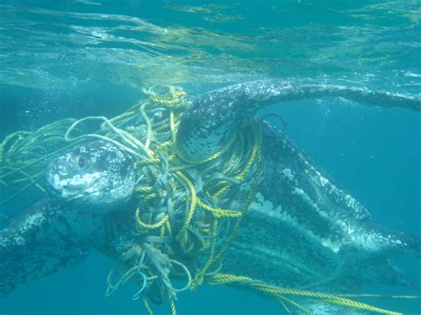 Plastic pollution: Turtles are dying after becoming tangled in fishing ...