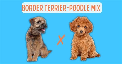 Border Terrier Poodle Mix: Ultimate Breed Guide