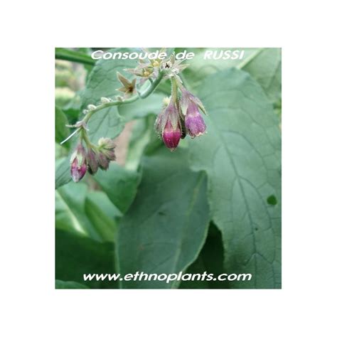 Comfrey seeds for sale (Symphytum officinale)