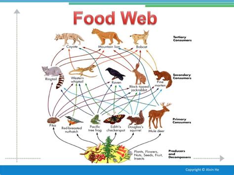 food web for temperate deciduous forests - Google Search