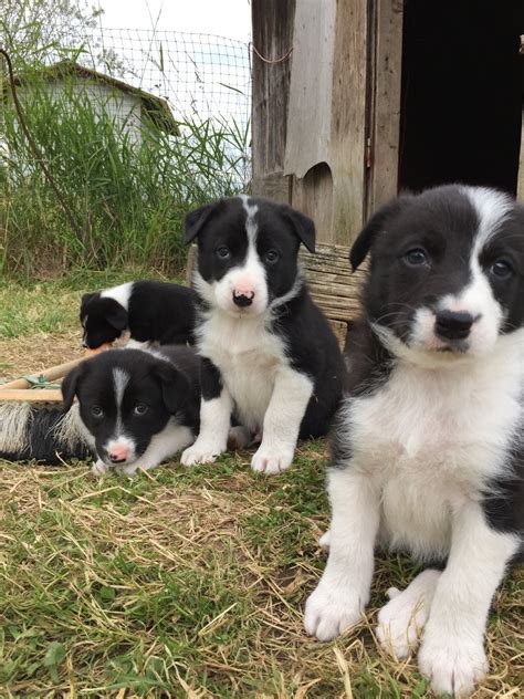 Border Collie Puppies For Sale | Ferndale, WA #218271