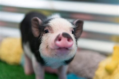 40 Adorable Pig Pictures to Make You Smile | Reader's Digest