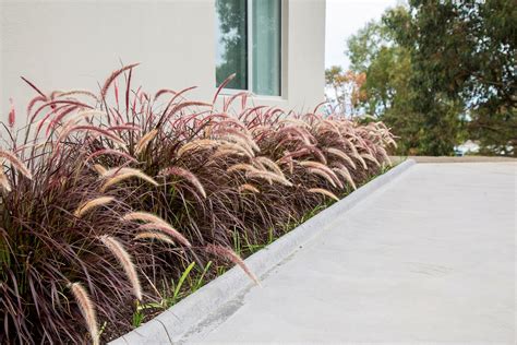 Purple Fountain Grass | ubicaciondepersonas.cdmx.gob.mx