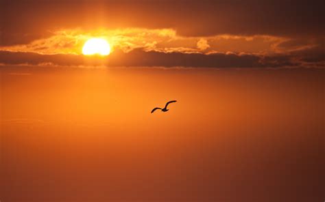 3840x2160 resolution | silhouette of bird flying through sky during ...