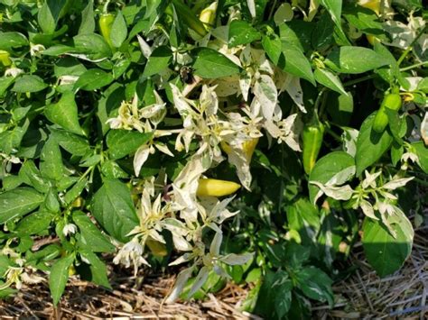 Featured Edible Garden Plant: Fish Pepper - Bernheim Arboretum and ...