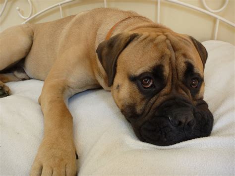 Bullmastiff Breed Guide - Learn about the Bullmastiff.