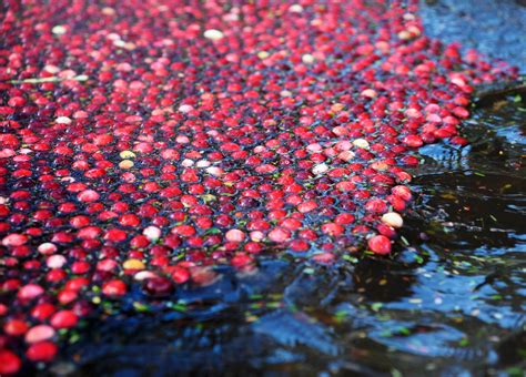 Behind the Scenes at a Cranberry Bog Cranberry Growing, Cranberry Bog ...