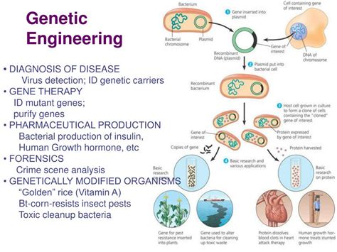 PPT - Genetic Engineering PowerPoint Presentation, free download - ID ...