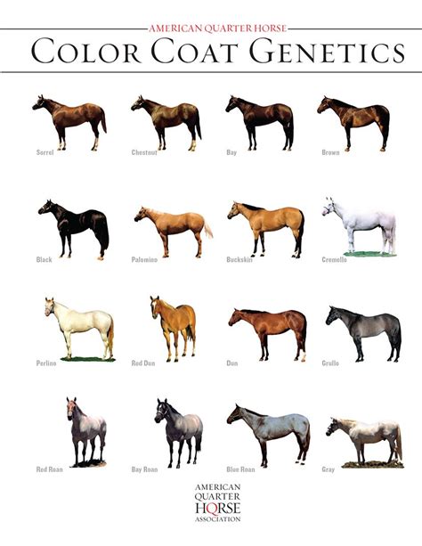 the american quarter horse color coat genetics are shown in different ...