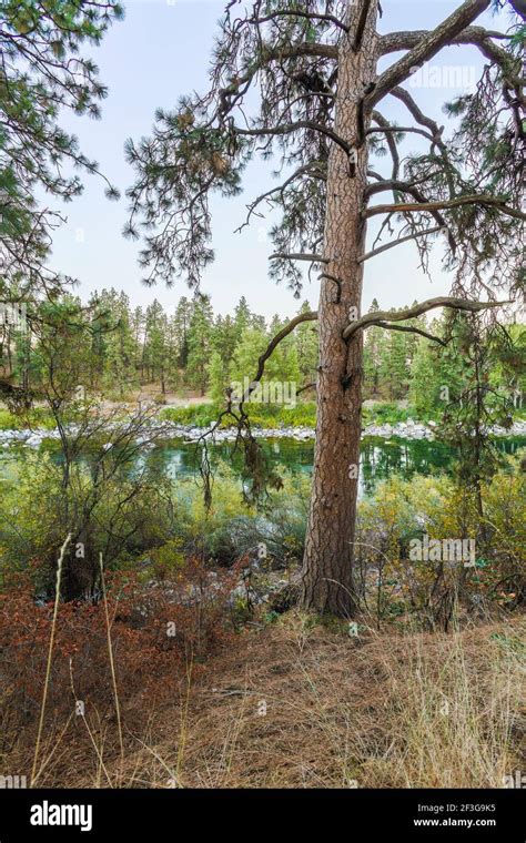 The Spokane River along the Centennial Trail Stock Photo - Alamy