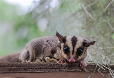 Sugar Glider Facts | Anatomy, Diet, Habitat, Behavior - Animals Time