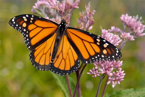 Monarch Butterfly Facts & Restoration | Petal Talk