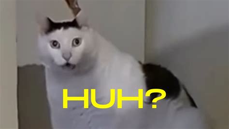 Huh? Cat: Video Gallery | Know Your Meme